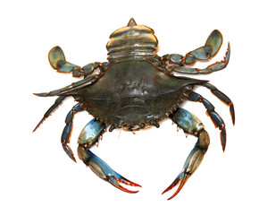 Blue crab - obrazy, fototapety, plakaty