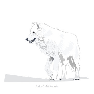 Arctic Wolf Illustration
