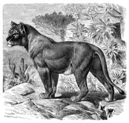 Lionness - Lionne - Löwin