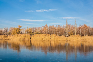 Fototapeta premium autumn wood on the river bank