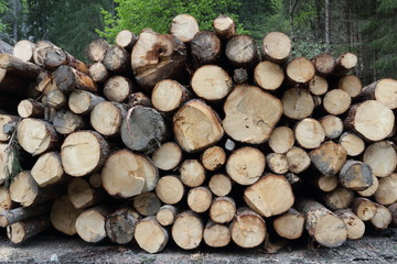 Tree trunks cut