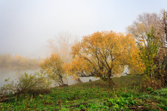 yellow tree in thick fog on autumn embankment
