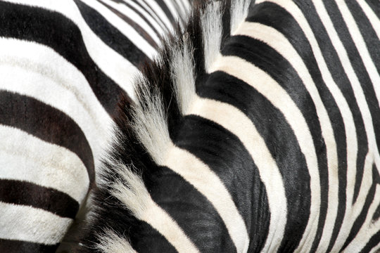 Fototapeta zebra
