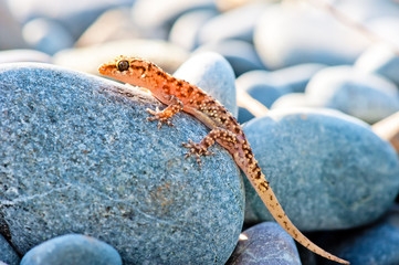 gekkonovaya young lizard basking in the sun while sitting