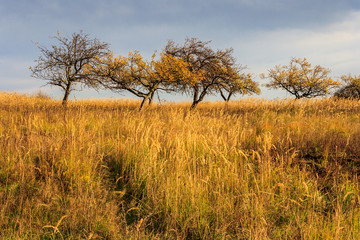 Fototapeta premium dry autumn trees and grass under a heavy gray sky