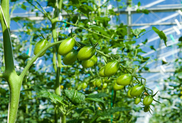 green tomatoes