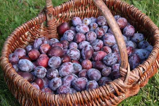 prunes