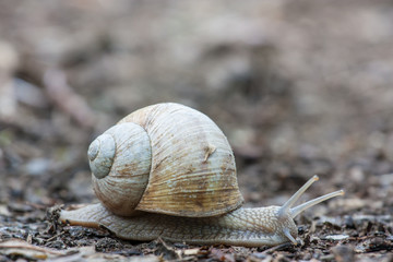 snail