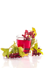 tea viburnum in a cup