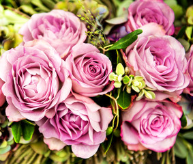 Fototapeta premium pink roses