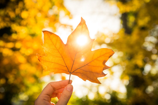 autumn leaf 1