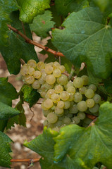 Uva gialla e foglia di vite