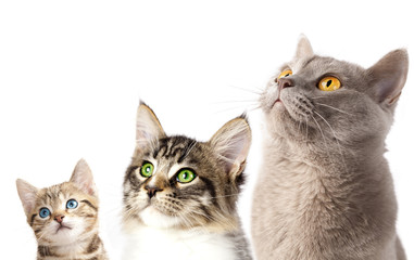 Group of 3 cats close-up portrait  in a row