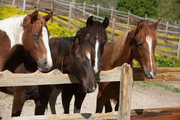 Fototapeta premium Horses