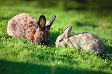 Two easter rabbits on fresh green grass