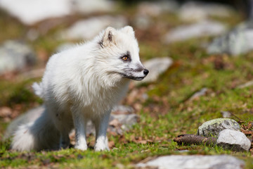 Naklejka premium Mountain Fox