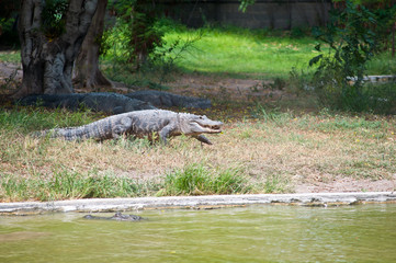 Crocodiles.