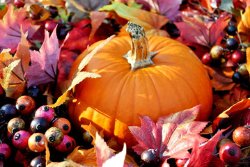 Pumpkin in Fall Leaves and Berries