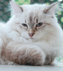 Version neva masquerade of siberian cat
