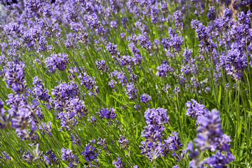 Closeup of lavender field