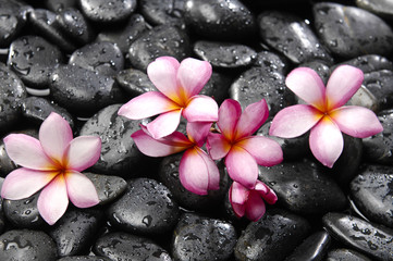 Obraz na płótnie Canvas Pink frangipani with black stones background