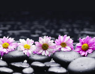 Obraz na płótnie Canvas Set of daisy with pebbles on wet background