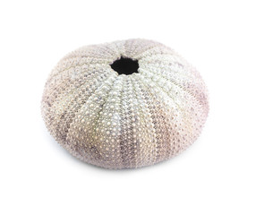 Sea urchin shell on white background. Shallow depth of field.