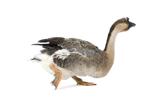 Chinese goose walking, isolated on a white background