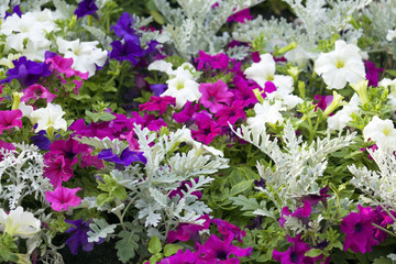 Fototapeta premium Garden flowers.