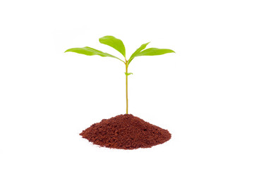tree grow up from the coffee grounds.