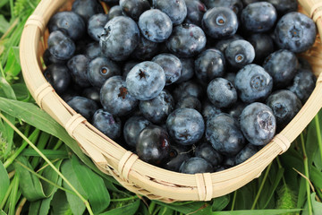 Blueberries in wooden basket on grass