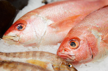 Fishes on market display