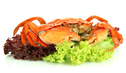 Boiled crab isolated on white