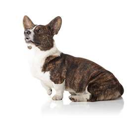 Welsh Corgi Cardigan