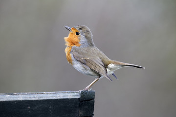 Robin, Erithacus rubecula