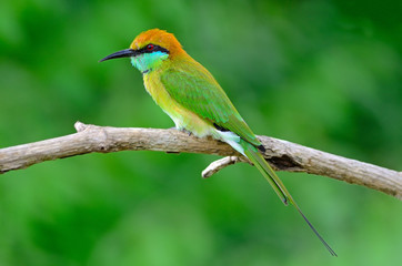 Little Green Bee-eater