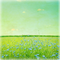Blue cornflowers in wheat field in vintage style.