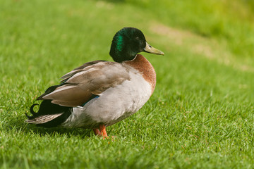male mallard resting on grass