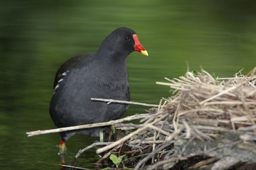 Moorhen, Gallinula chloropus