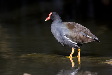 Moorhen, Gallinula chloropus