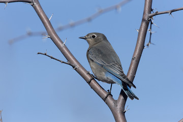 Mountain bluebird, Sialia currucoides