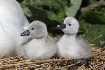 Mute swan, Cygnus olor