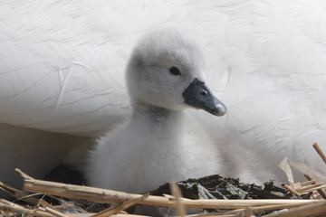 Mute swan, Cygnus olor