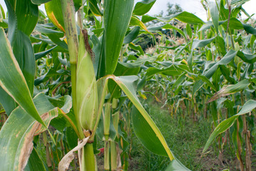 Corn field with ripe ears