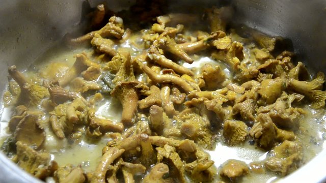 Cantharellus cibarius