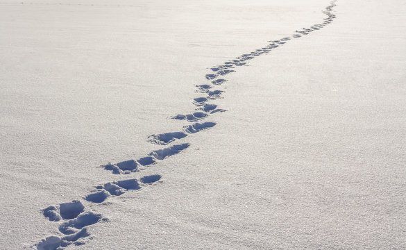 Footsteps On The Snow