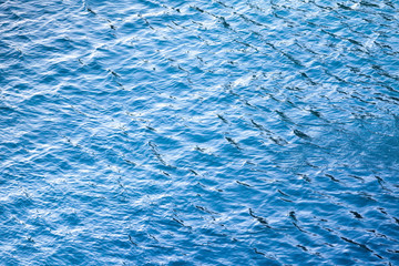 Blue sea water surface. Natural background texture