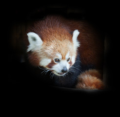 Portrait of a red panda on a black background