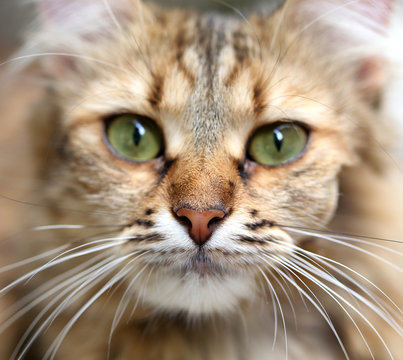 Close-up portrait of green-eyed cat.