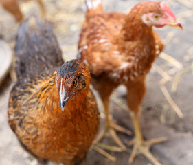 Free - range brown hens. Henyard.